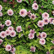 Image result for Alonsoa liniflora