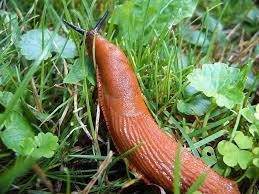 Attēlu rezultāti vaicājumam “Arion lusitanicus”