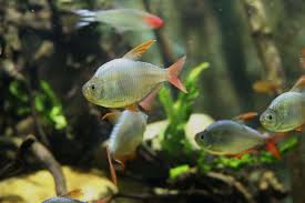 Attēlu rezultāti vaicājumam “Bilimbia tetramera”