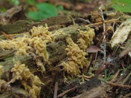 Attēlu rezultāti vaicājumam “Heterotrichia obvelata (syn. Arcyria obvelata) young”