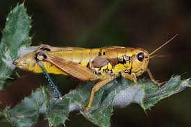 Attēlu rezultāti vaicājumam “Podisma pedestris”