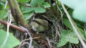 Attēlu rezultāti vaicājumam “Anthus trivialis adult”