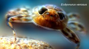 Attēlu rezultāti vaicājumam “Ephemeroptera larva”