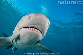 Image result for Negaprion brevirostris