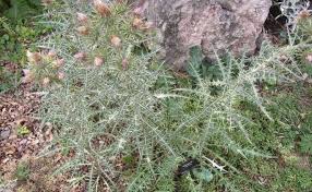 Image result for Ptilostemon afer