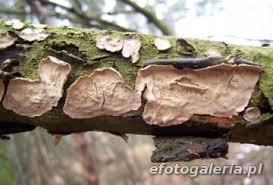 Attēlu rezultāti vaicājumam “Cystostereum murrayi”