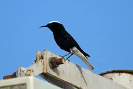 Image result for Oenanthe leucopyga