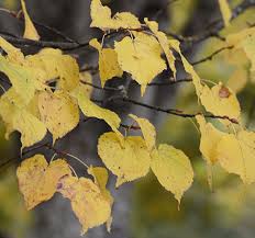 Attēlu rezultāti vaicājumam “Tilia cordata leaf”