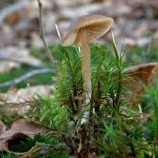 Attēlu rezultāti vaicājumam “Sphagnum warnstorfii”