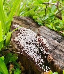 Attēlu rezultāti vaicājumam “Hemitrichia serpula spores”