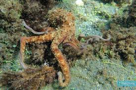 Image result for Octopus vulgaris