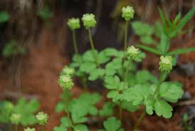 Attēlu rezultāti vaicājumam “Adoxa moschatellina”