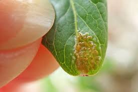 Attēlu rezultāti vaicājumam “Melampsora epitea”