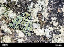 Attēlu rezultāti vaicājumam “Moma alpium”