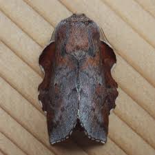 Attēlu rezultāti vaicājumam “Semioscopis oculella”