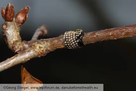 Attēlu rezultāti vaicājumam “Malacosoma neustria larva”