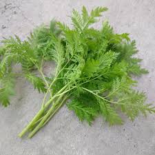 Image result for Artemisia annua