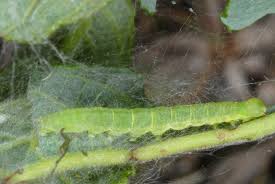 Attēlu rezultāti vaicājumam “Nycteola degenerana”