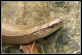 Attēlu rezultāti vaicājumam “Anguis fragilis”