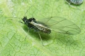 Attēlu rezultāti vaicājumam “Rhopalosiphum oxyacanthae”