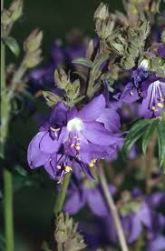 Attēlu rezultāti vaicājumam “Polemonium caeruleum flower”