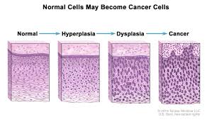 Image result for Thymus