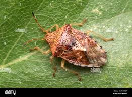 Attēlu rezultāti vaicājumam “Elasmucha grisea”