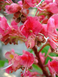 Attēlu rezultāti vaicājumam “Aesculus x hybrida”