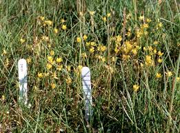 Attēlu rezultāti vaicājumam “Saxifraga hirculus flower”