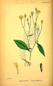 Attēlu rezultāti vaicājumam “Lapsana communis fruit”