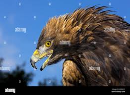 Attēlu rezultāti vaicājumam “Aquila chrysaetos adult”