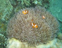 Image result for sea Anemone