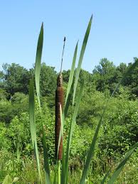 Attēlu rezultāti vaicājumam “Typhaceae”
