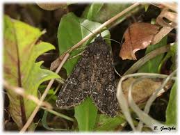 Attēlu rezultāti vaicājumam “Mamestra brassicae pupa”