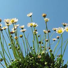 Attēlu rezultāti vaicājumam “Craterium minutum young”
