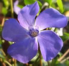 Attēlu rezultāti vaicājumam “Vinca minor flower”