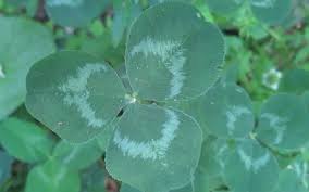 Attēlu rezultāti vaicājumam “Trifolium repens leaf”