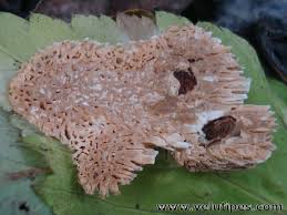 Attēlu rezultāti vaicājumam “Antrodia albida”