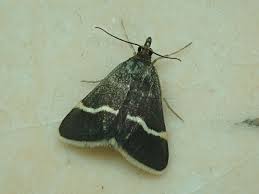 Attēlu rezultāti vaicājumam “Pyrausta cingulata”