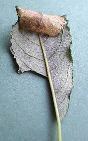 Attēlu rezultāti vaicājumam “Caloptilia stigmatella”