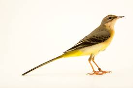 Attēlu rezultāti vaicājumam “Motacilla cinerea”