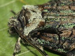 Attēlu rezultāti vaicājumam “Allophyes oxyacanthae”