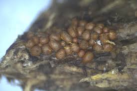 Attēlu rezultāti vaicājumam “Trichia scabra spores”