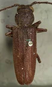 Attēlu rezultāti vaicājumam “Criocephalus rusticus”