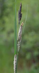 Attēlu rezultāti vaicājumam “Carex acuta”