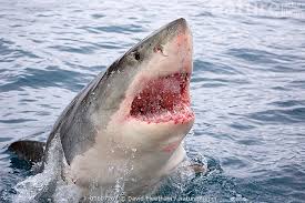 Image result for Carcharodon carcharias