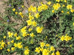 Attēlu rezultāti vaicājumam “Senecio vernalis flower”