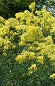 Attēlu rezultāti vaicājumam “Thalictrum flavum bud”