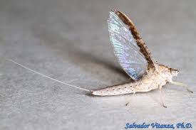 Attēlu rezultāti vaicājumam “Ephemeroptera imago”