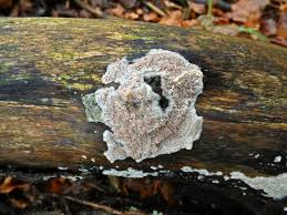 Attēlu rezultāti vaicājumam “Phlebia rufa”